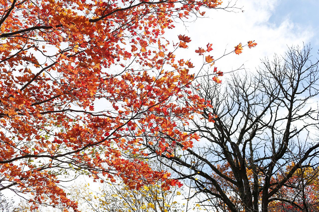 Trải nghiệm từ thu sang đông - Kỳ 1: Thưởng ngoạn mùa thu lá đỏ 5