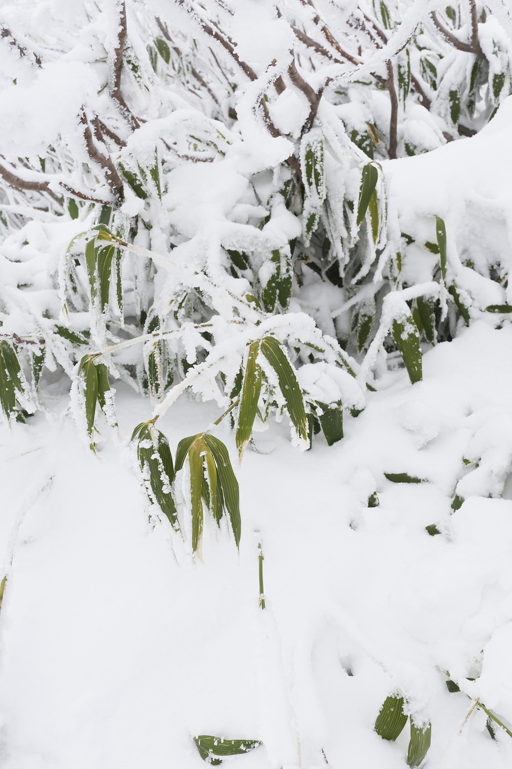 Trải nghiệm từ thu sang đông - Bài 2: Ngắm tuyết trên đỉnh Asahidake 11