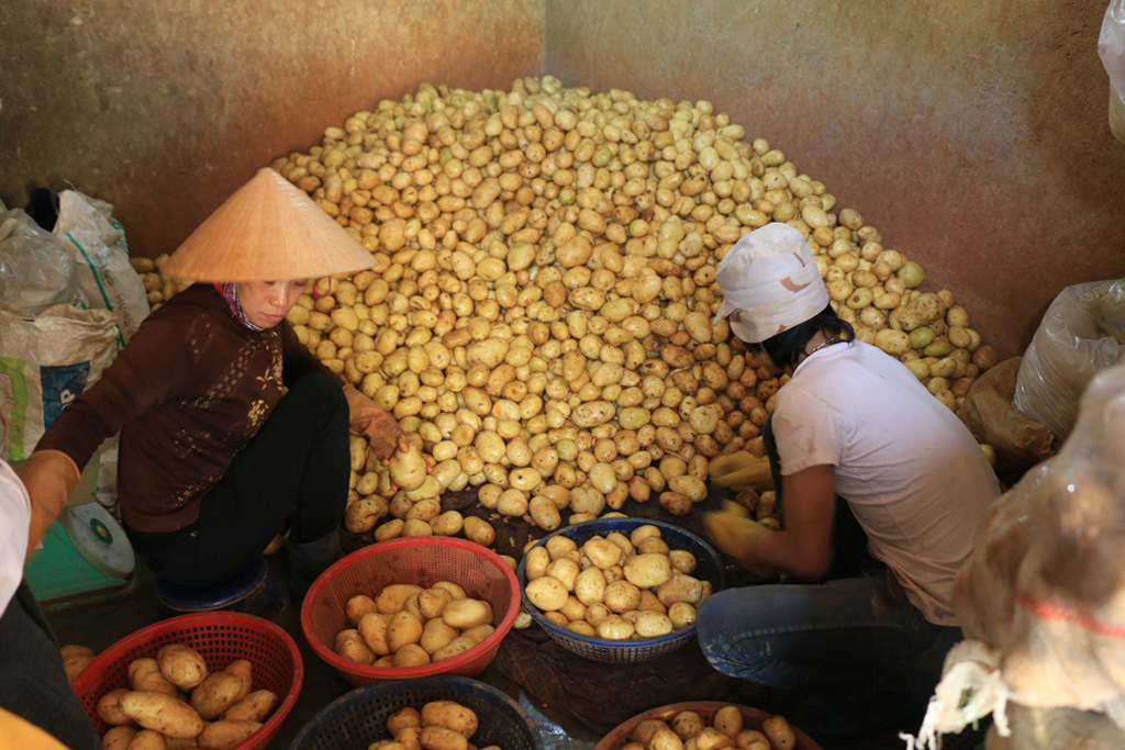 Chợ nông sản Đà Lạt: Sau một ngày “cấm cửa” khoai Trung Quốc 3