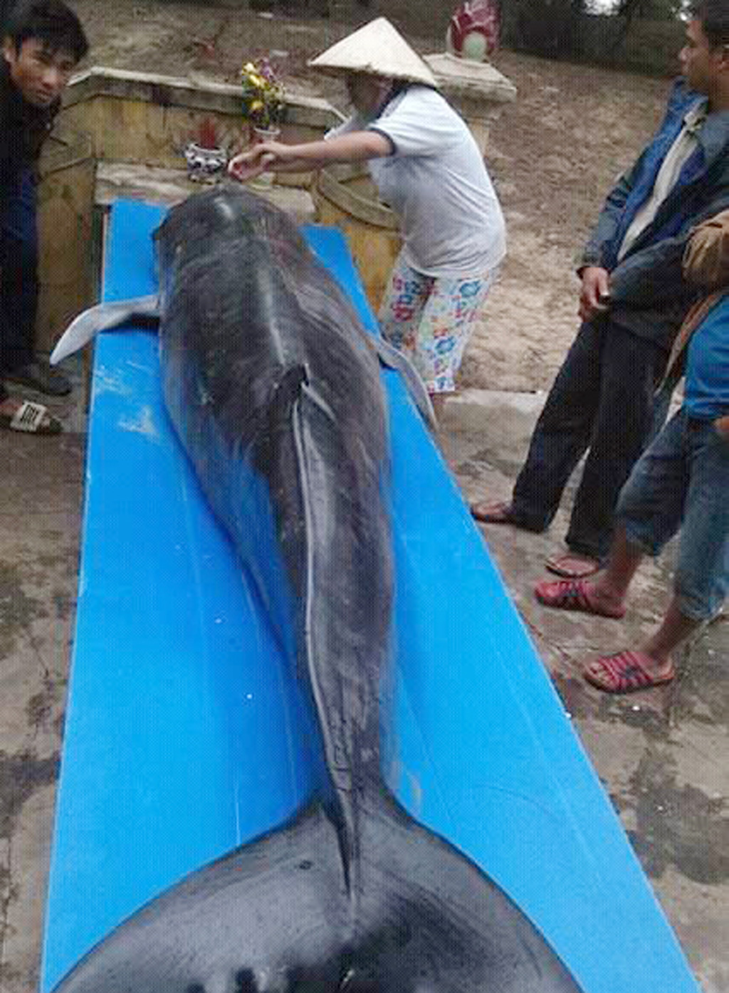 Cá voi khoảng 300 kg lụy bờ tại Quảng Nam
