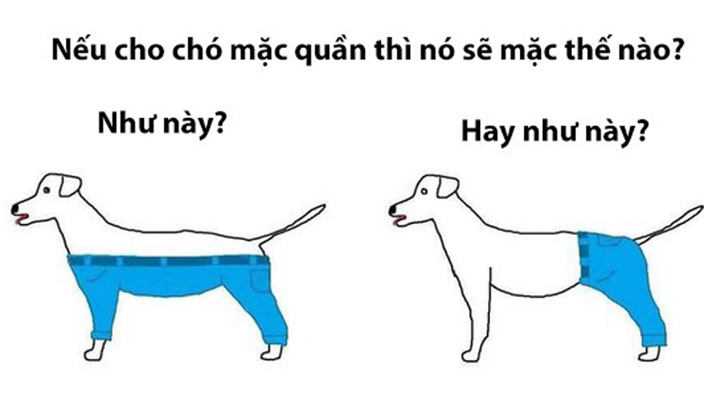 Lướt mạng 30.12: Dân mạng tranh cãi cách 'mặc quần cho chó'