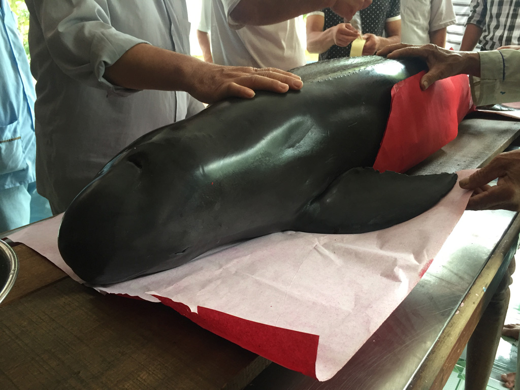 Nhơn Hải: Cá voi nặng hơn 1 tạ trôi dạt vào bờ 2