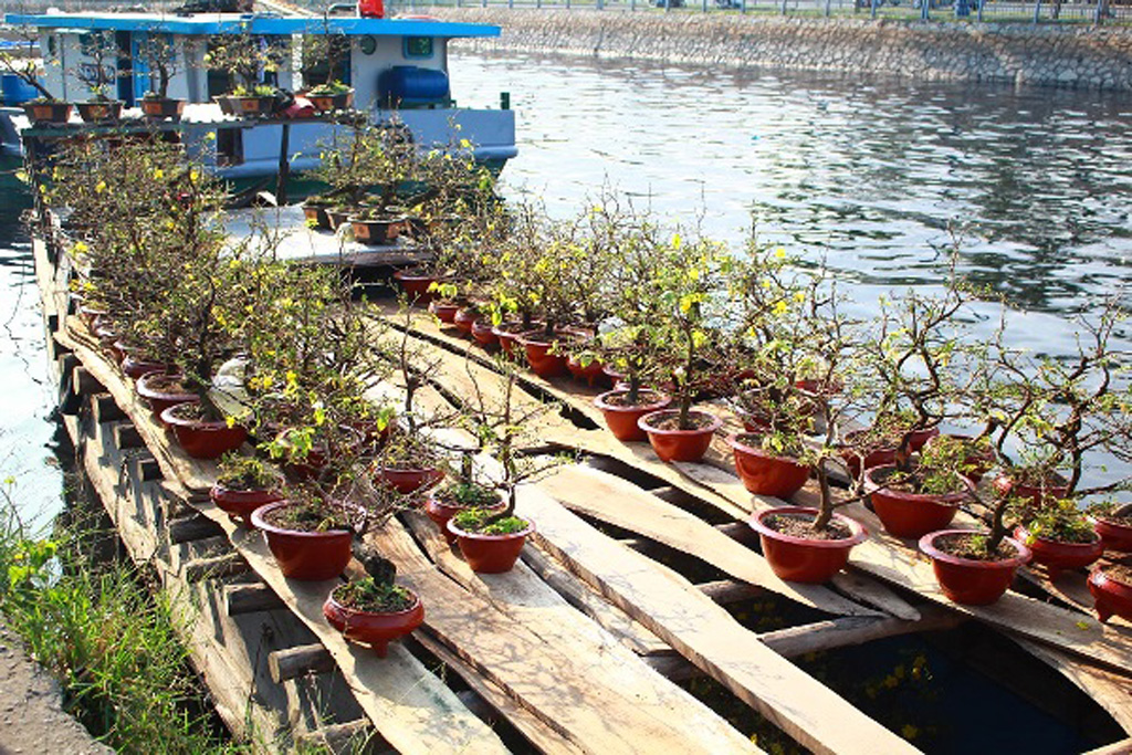 Nổi trôi nghề trồng hoa tết Sài Gòn – Kỳ 1: Khó khăn đủ bề 2