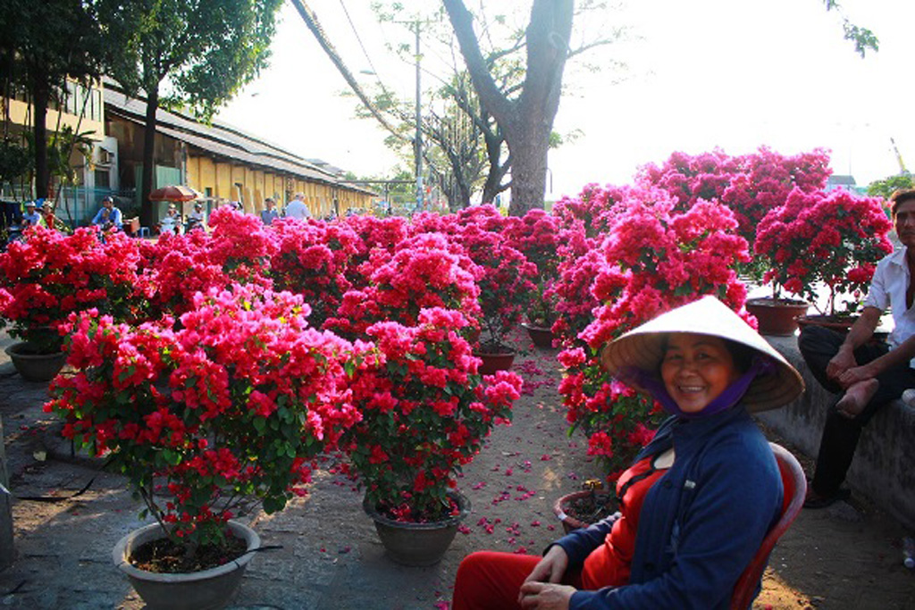 Nổi trôi nghề trồng hoa tết Sài Gòn – Kỳ 1: Khó khăn đủ bề 3