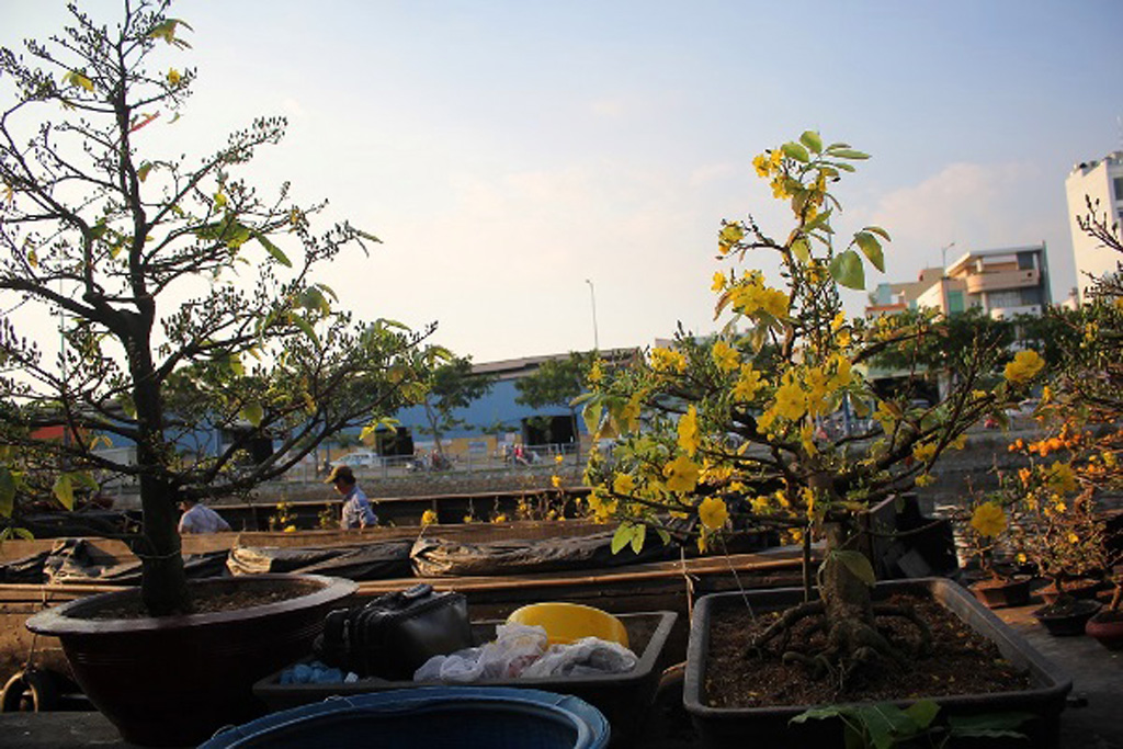 Nổi trôi nghề trồng hoa tết Sài Gòn – Kỳ 1: Khó khăn đủ bề 4