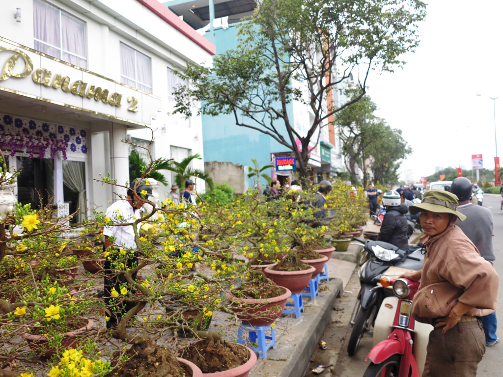 Mai Bình Định chiếm lĩnh thị trường Đà Nẵng 3