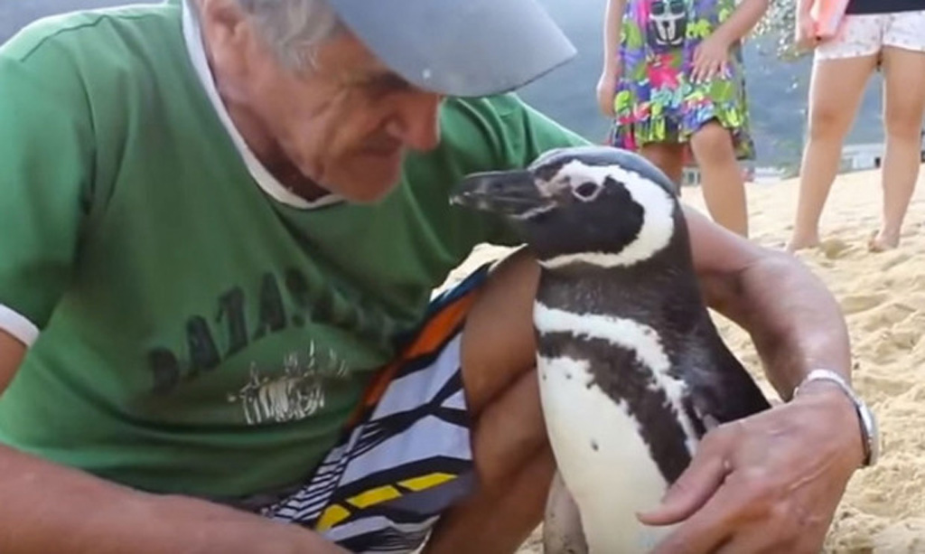 Chim cánh cụt vượt 8.000km đường biển mỗi năm để thăm ân nhân