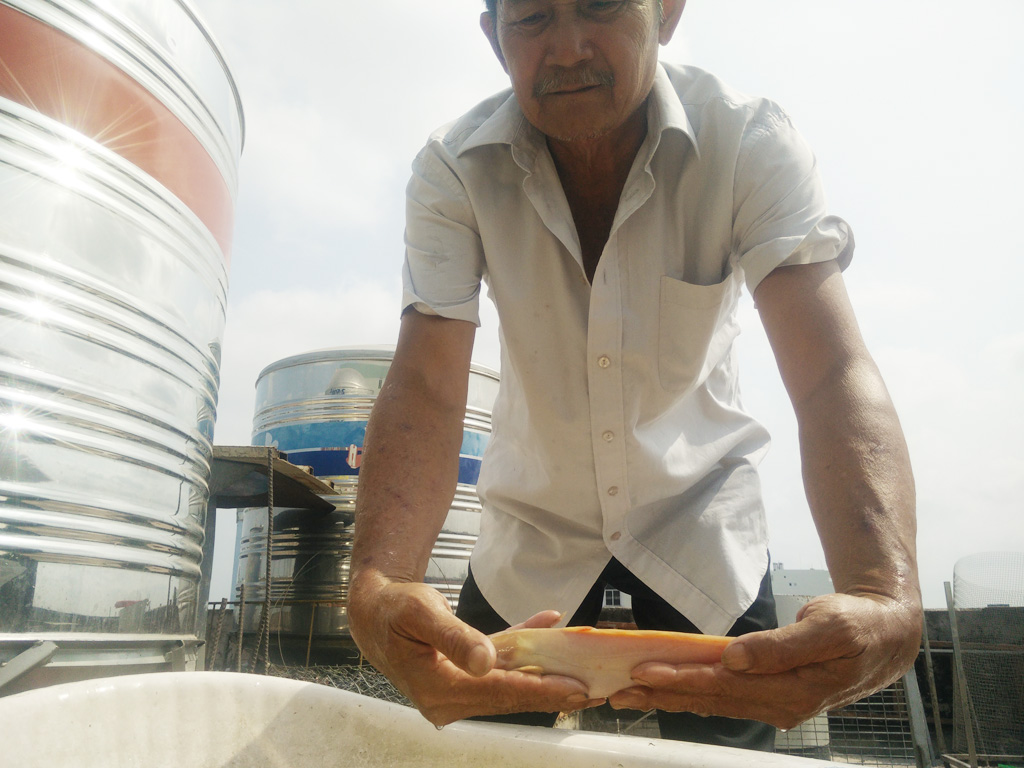 Một người đàn ông nuôi gần 100 con cá trê bạch tạng tại Sài Gòn 2