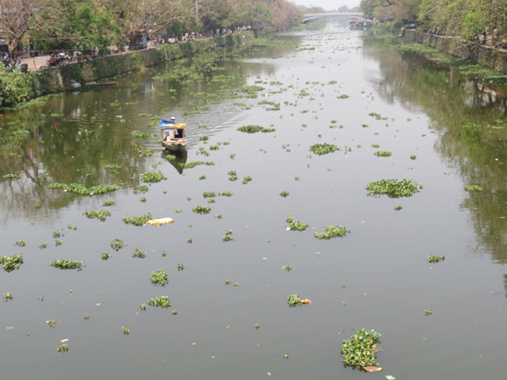 Sông Hương bị bèo lục bình vây bủa 5