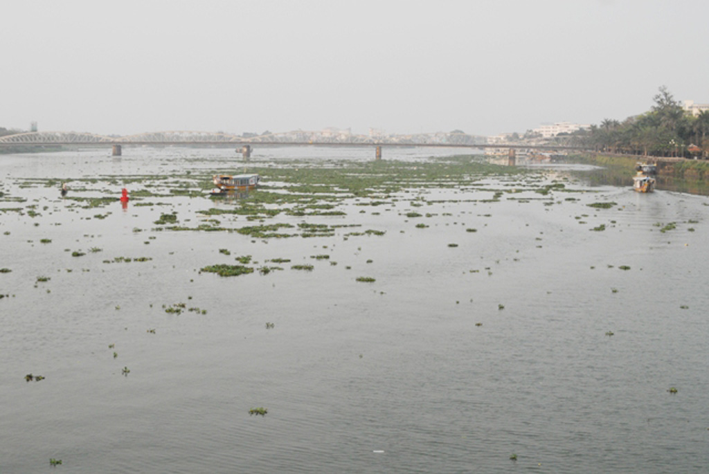 Sông Hương bị bèo lục bình vây bủa 6