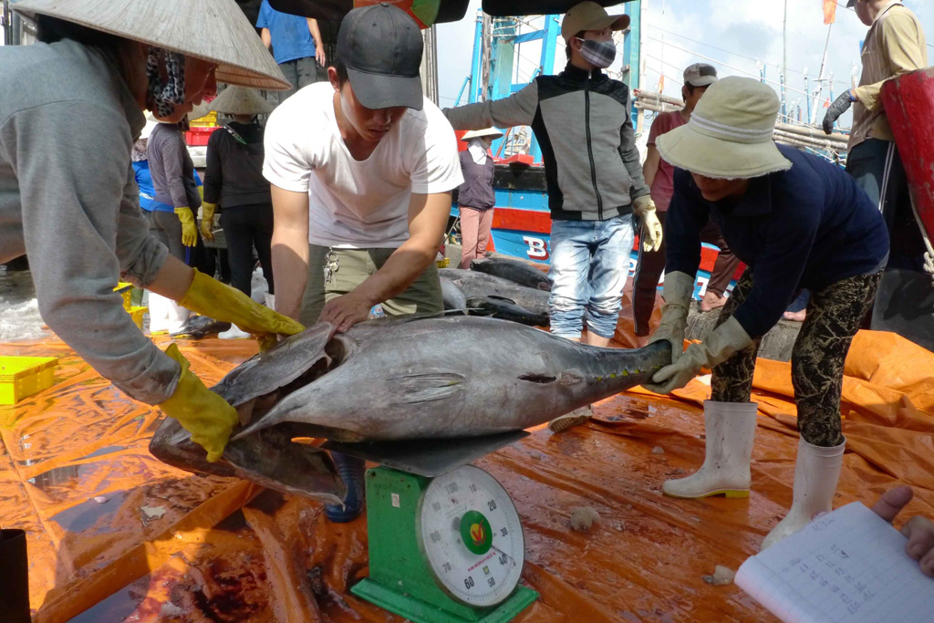 Cá ngừ đại dương Việt Nam được đánh giá cao tại thị trường Nhật 2