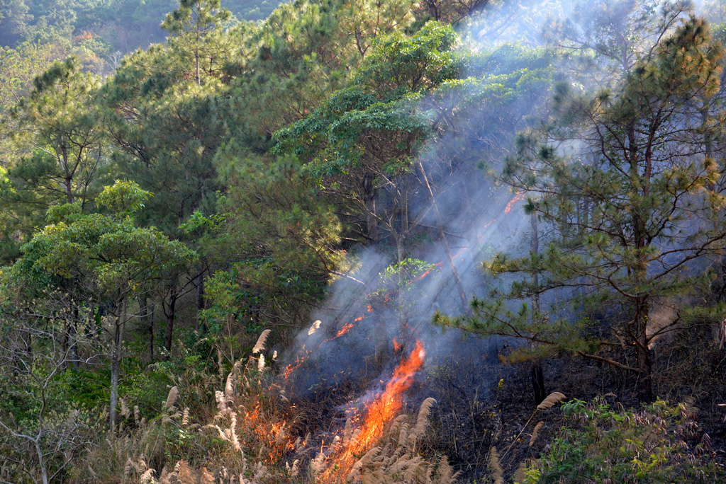 Cháy lớn rừng thông gần 20 năm tuổi trên đèo Mang Yang 1