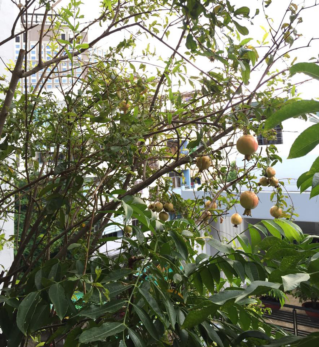 Cây ăn trái trong vườn phố nhà tôi 7