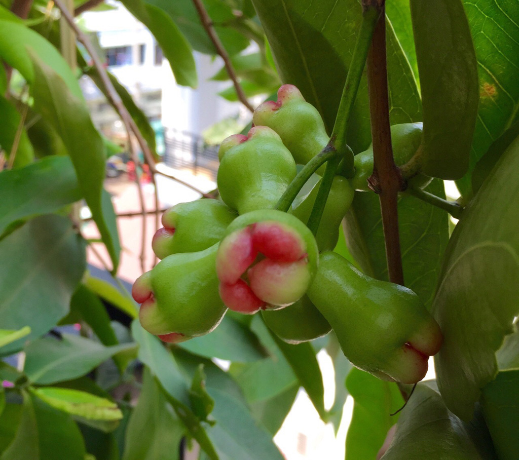 Cây ăn trái trong vườn phố nhà tôi 8