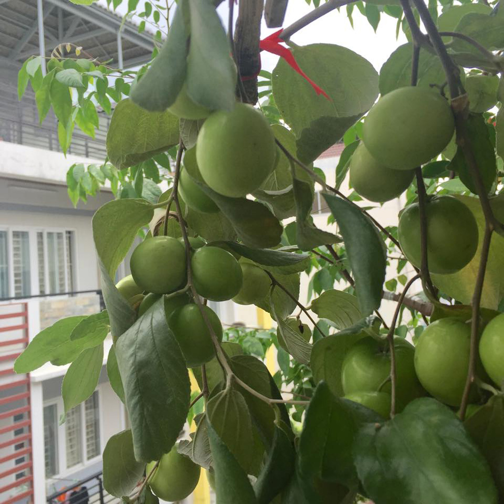 Cây ăn trái trong vườn phố nhà tôi 10