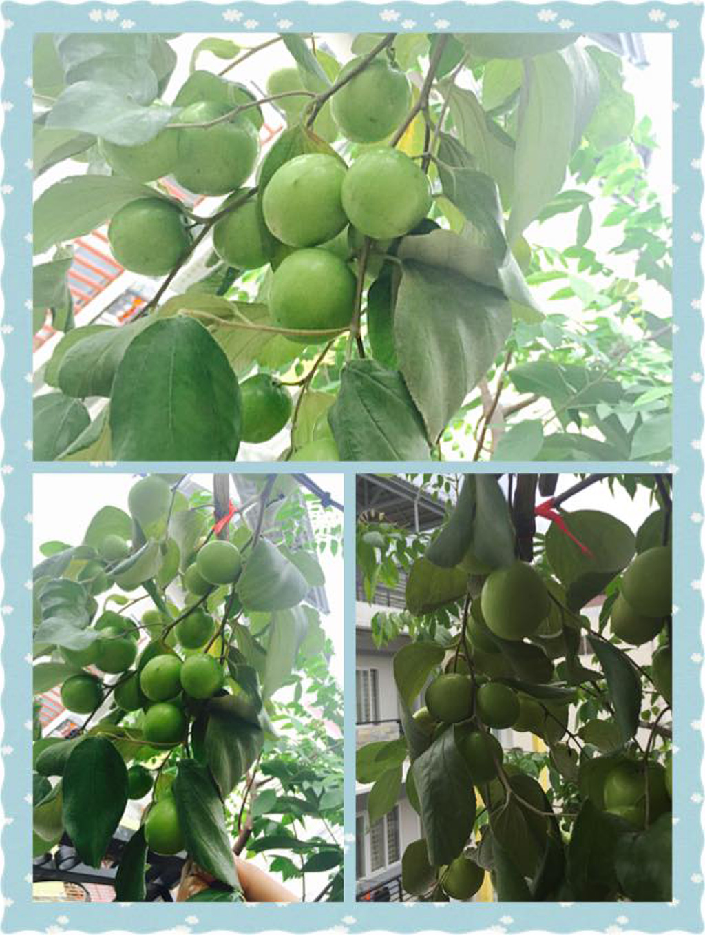 Cây ăn trái trong vườn phố nhà tôi 11