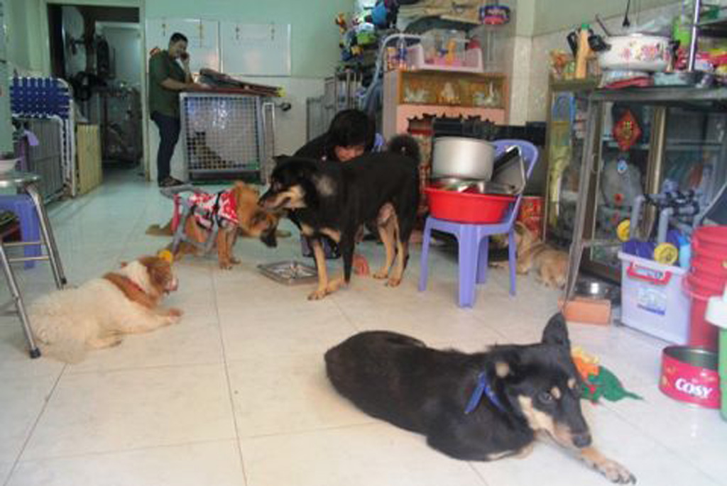 Cô gái 9x cưu mang đàn chó, mèo ở Sài Gòn: ‘Tôi xem chúng như con ruột’ 11