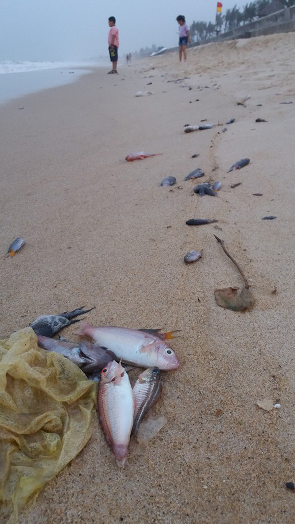 Kết luận cá chết bất thường tại biển Quảng Bình do ô nhiễm nguồn nước 2