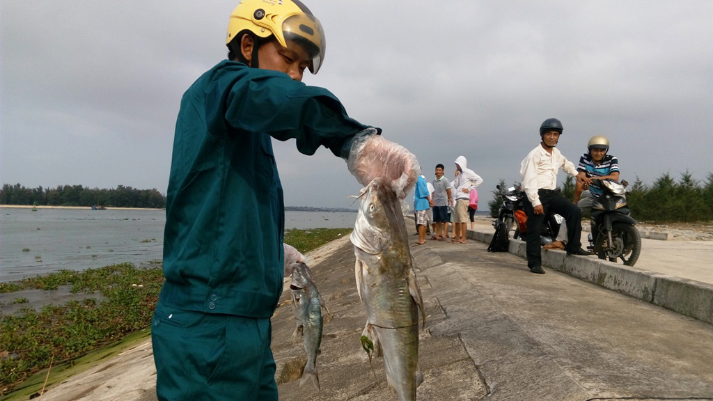 UBND tỉnh Thừa Thiên – Huế thông tin chính thức về tình hình cá chết bất thường 2