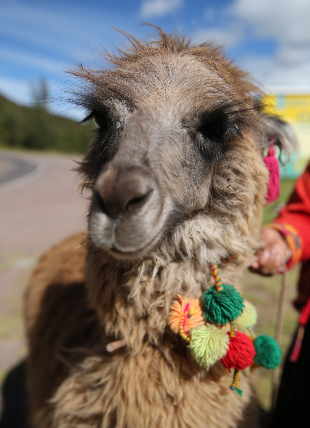 Góc phượt: Niềm tin kỳ lạ của người Bolivia với Llama
