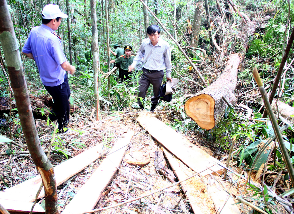 Hiện trường vụ phá rừng Pơmu ở biên giới Việt – Lào: “Quá khủng khiếp!” 1