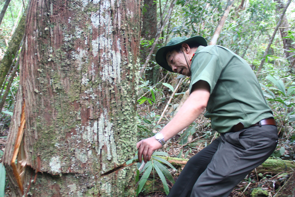 Hiện trường vụ phá rừng Pơmu ở biên giới Việt – Lào: “Quá khủng khiếp!” 2