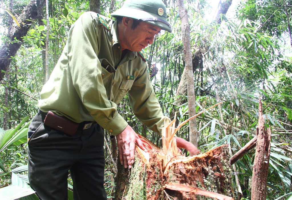 Hiện trường vụ phá rừng Pơmu ở biên giới Việt – Lào: “Quá khủng khiếp!” 6