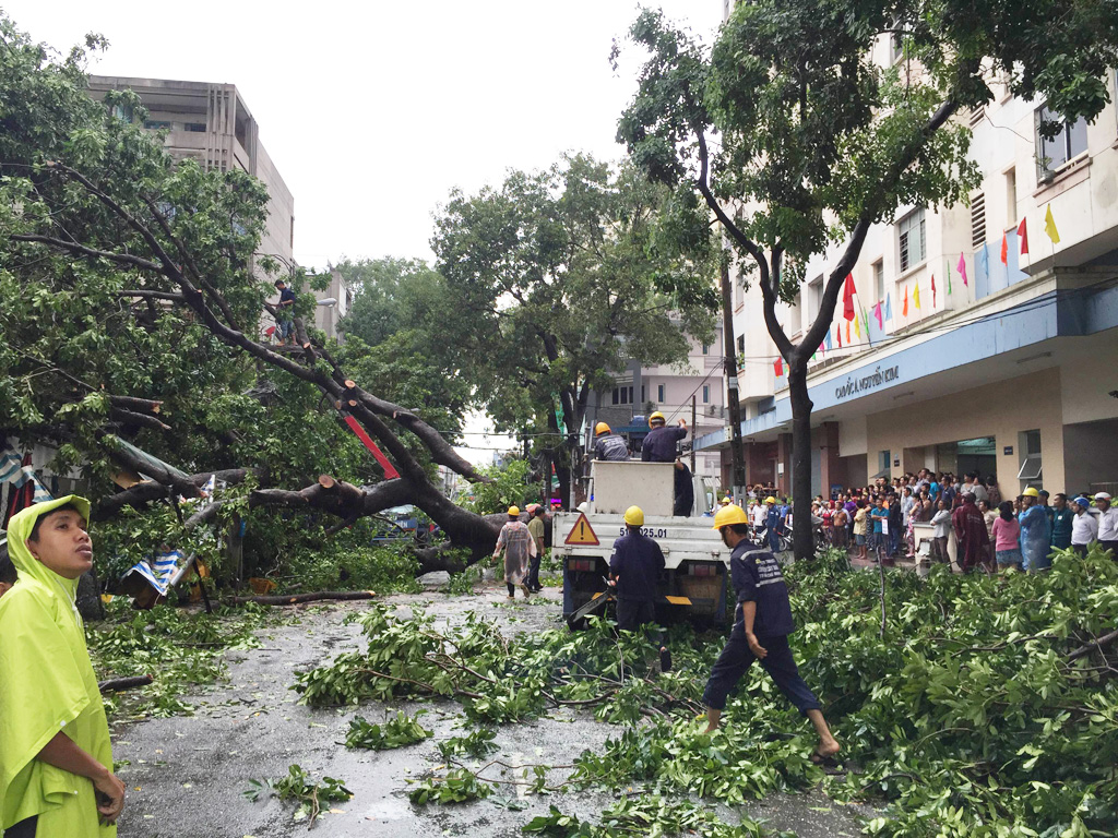 Mưa to và gió giựt....ngã cây cổ thụ 6