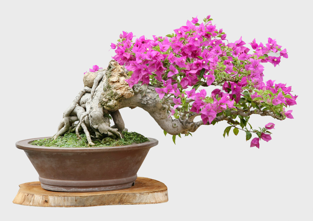 Chuyện về nữ đại sứ bonsai quốc tế 1