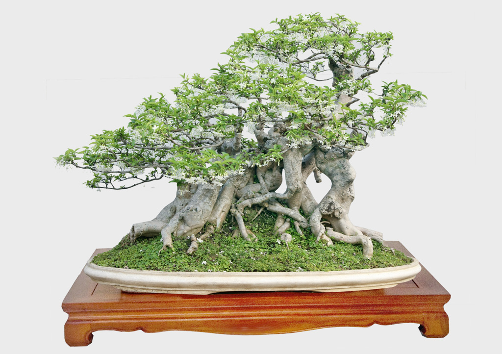 Chuyện về nữ đại sứ bonsai quốc tế 2