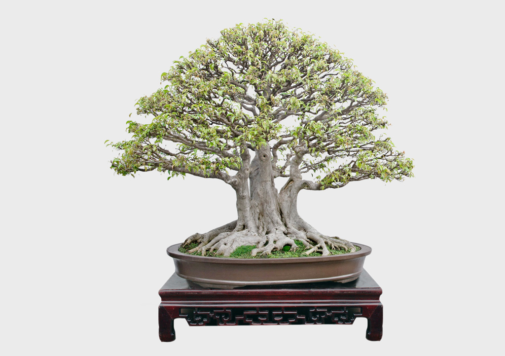 Chuyện về nữ đại sứ bonsai quốc tế 3