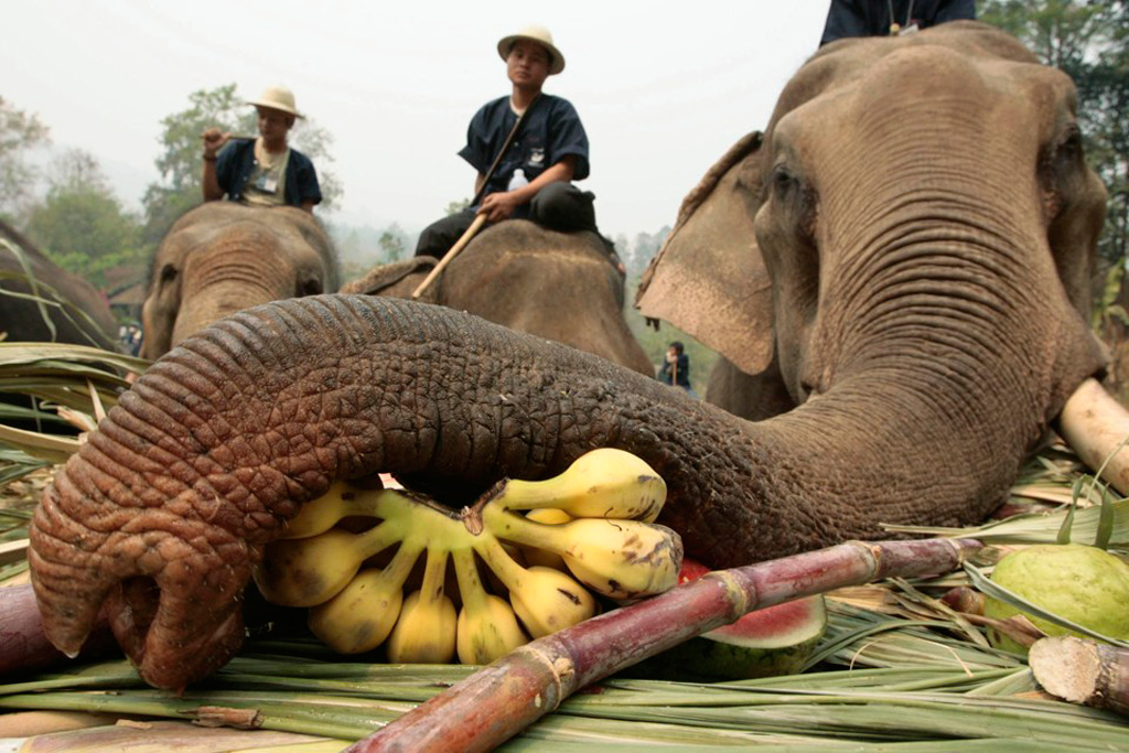 Khiêu khích voi để chụp hình, du khách bị voi giẫm chết