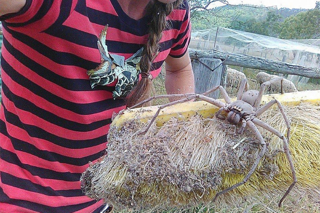 Rùng mình trước con nhện ‘thợ săn’ lớn nhất thế giới 2