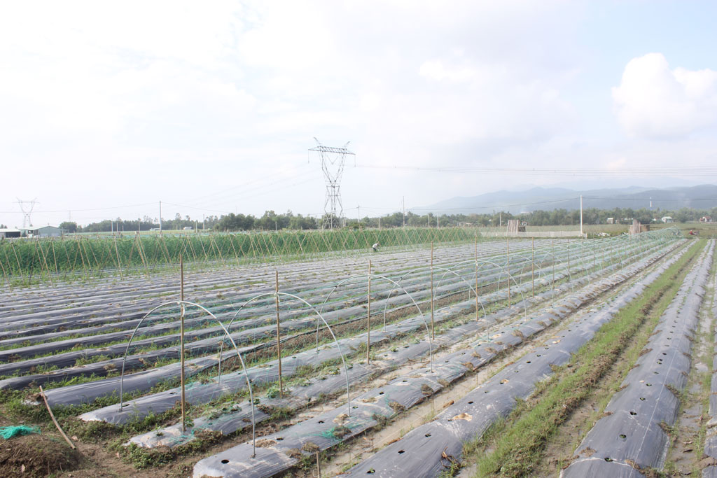 Thăm trang trại trồng rau sạch lớn nhất Đà Nẵng 1