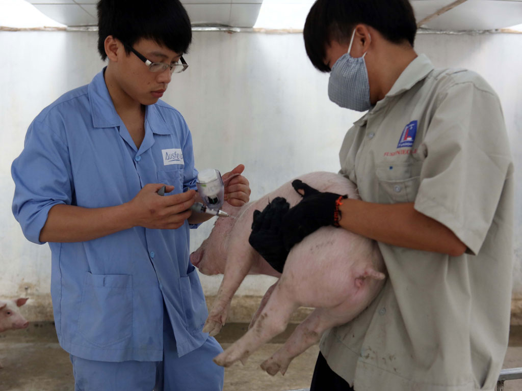 Việt Nam sản xuất được vắc xin cúm gia cầm và heo tai xanh 2