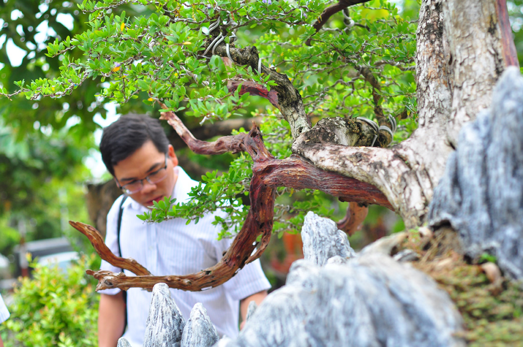 Nhiều bonsai lạ từ chợ phiên sinh vật cảnh 1