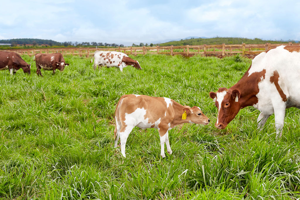 Vinamilk đạt chứng nhận trang trại bò sữa organic đầu tiên tại Việt Nam 2