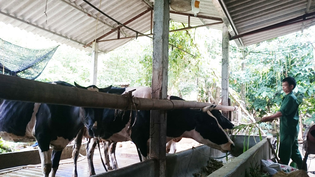 Dân bán bò sữa hàng loạt vì giá sữa rẻ hơn nước lọc  1