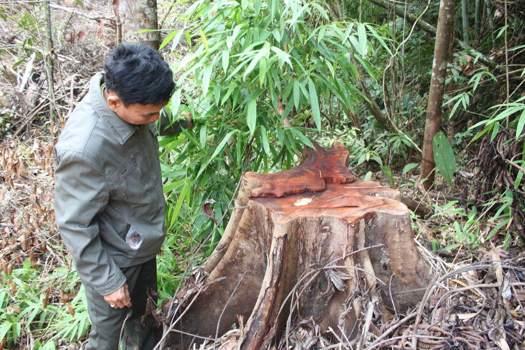 Tình Bình Phước xin lỗi vì chưa nghiêm túc thực hiện việc đóng cửa rừng tự nhiên 3
