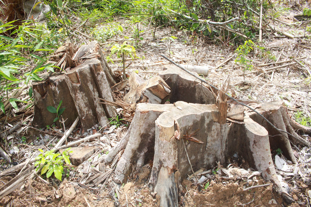 Tình Bình Phước xin lỗi vì chưa nghiêm túc thực hiện việc đóng cửa rừng tự nhiên 2