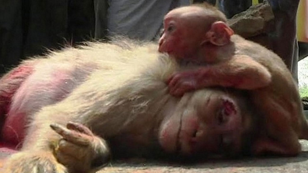 Khỉ con khóc bên xác khỉ mẹ bị xe cán khiến người đi đường không cầm được nước mắt 1
