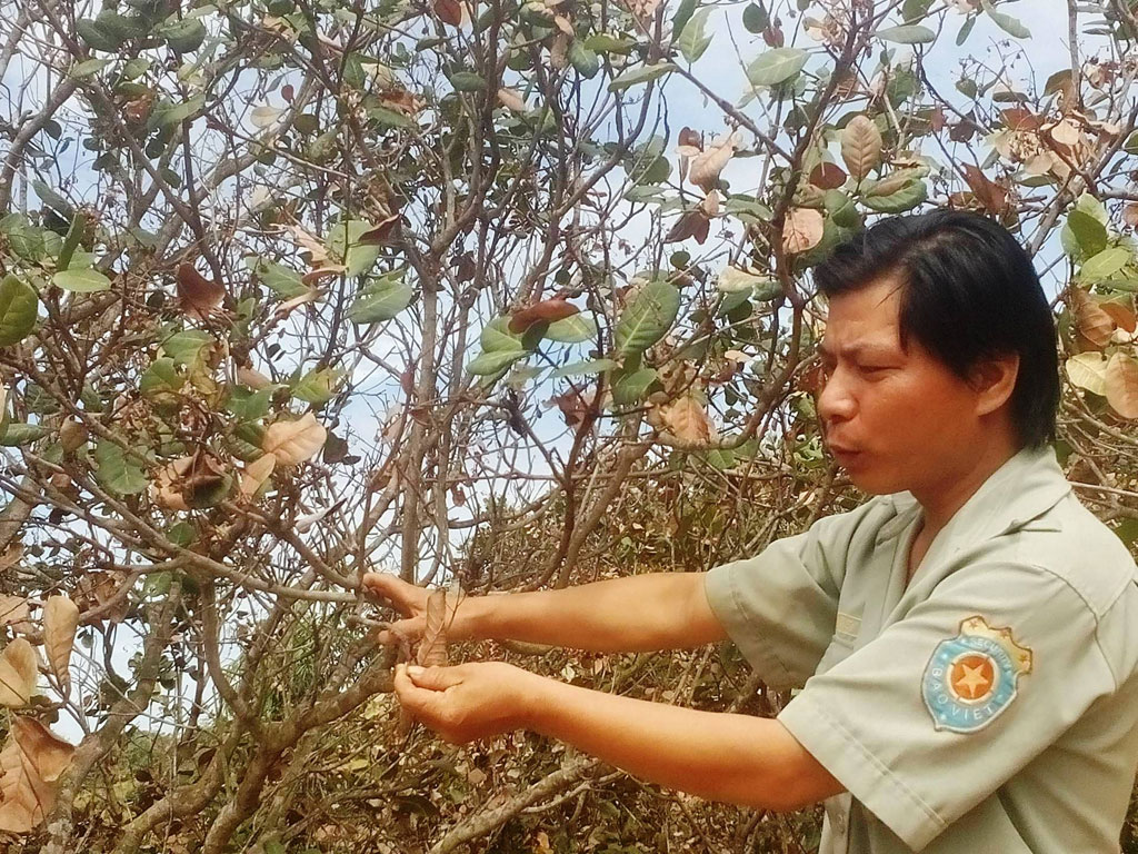 Bọ xít muỗi hoành hành trên cây điều, Lâm Đồng công bố dịch 2