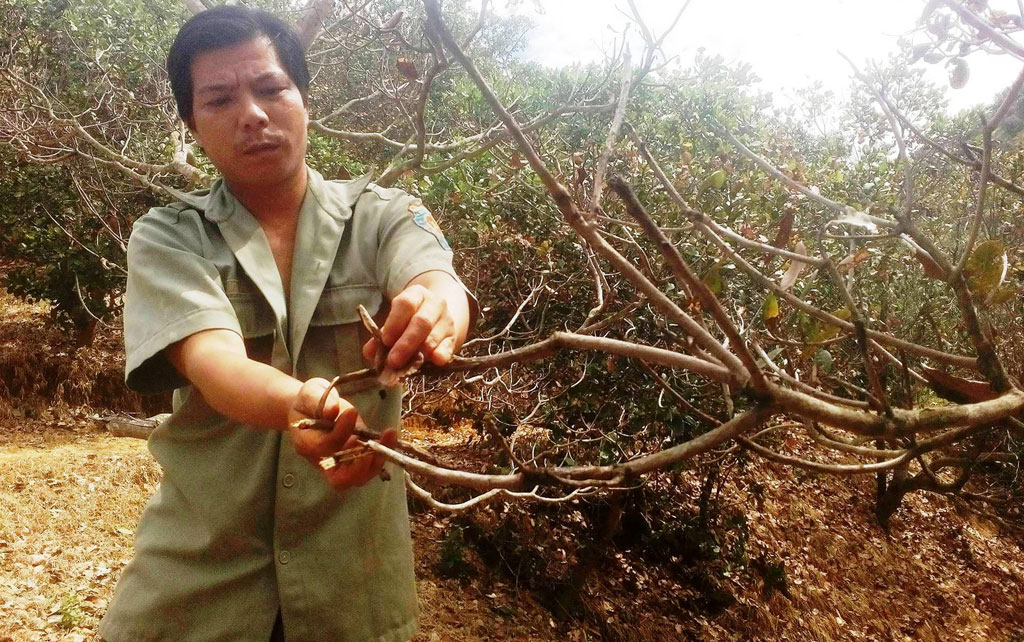 Bọ xít muỗi hoành hành trên cây điều, Lâm Đồng công bố dịch 3