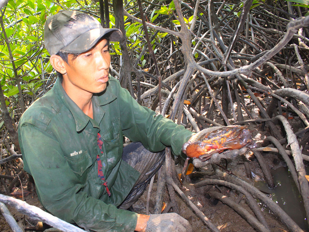 Mưu sinh ở rừng sác1