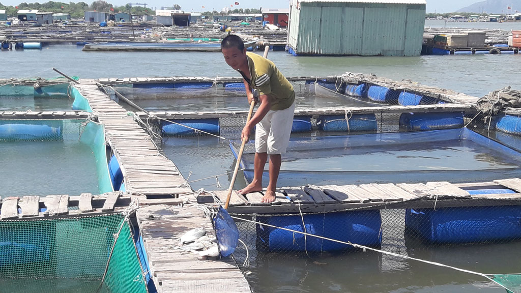 Hàng chục ngàn con cá giống nuôi lồng bè trên sông Chà Và chết 3