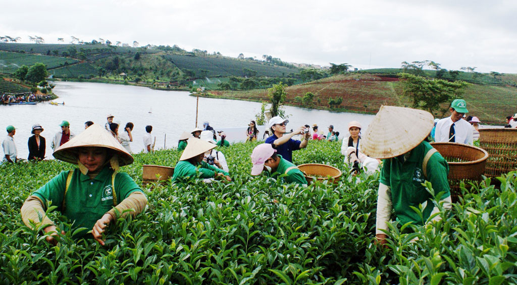 Festival hoa Đà Lạt và lễ hội văn hóa trà Bảo Lộc gộp thành một 2