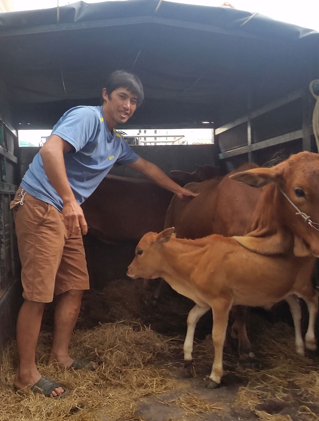 Trộm bò từ Đà Lạt thuê xe chở về Bình Thuận bán 1
