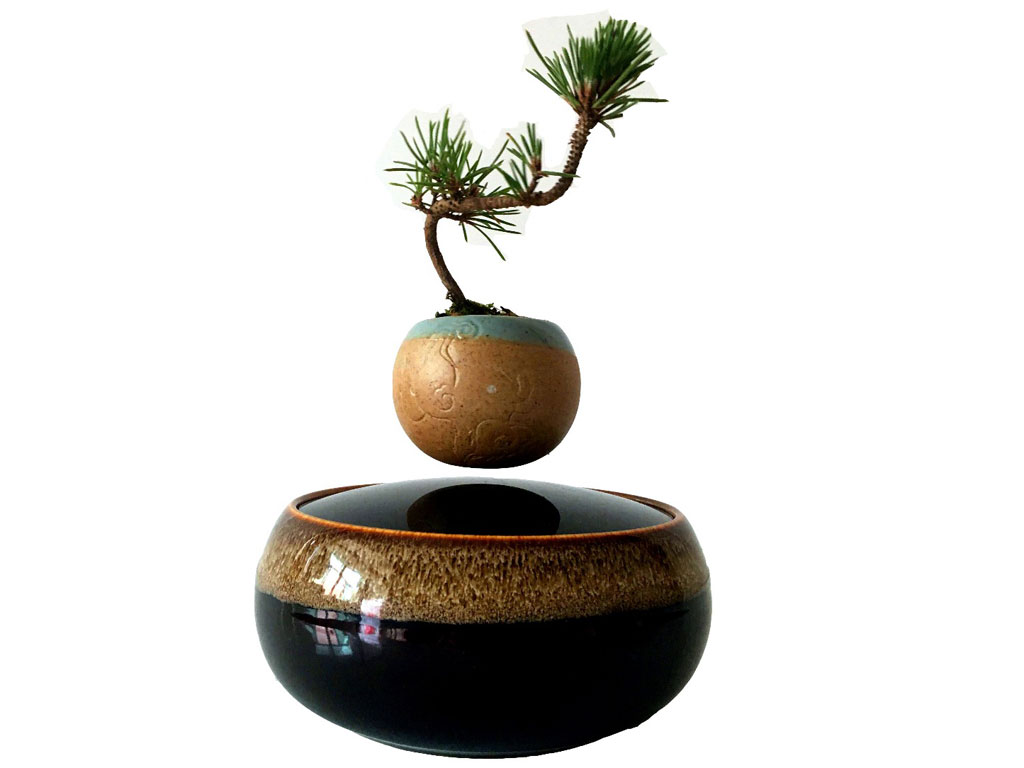 Bonsai bay lơ lửng như… mây 1