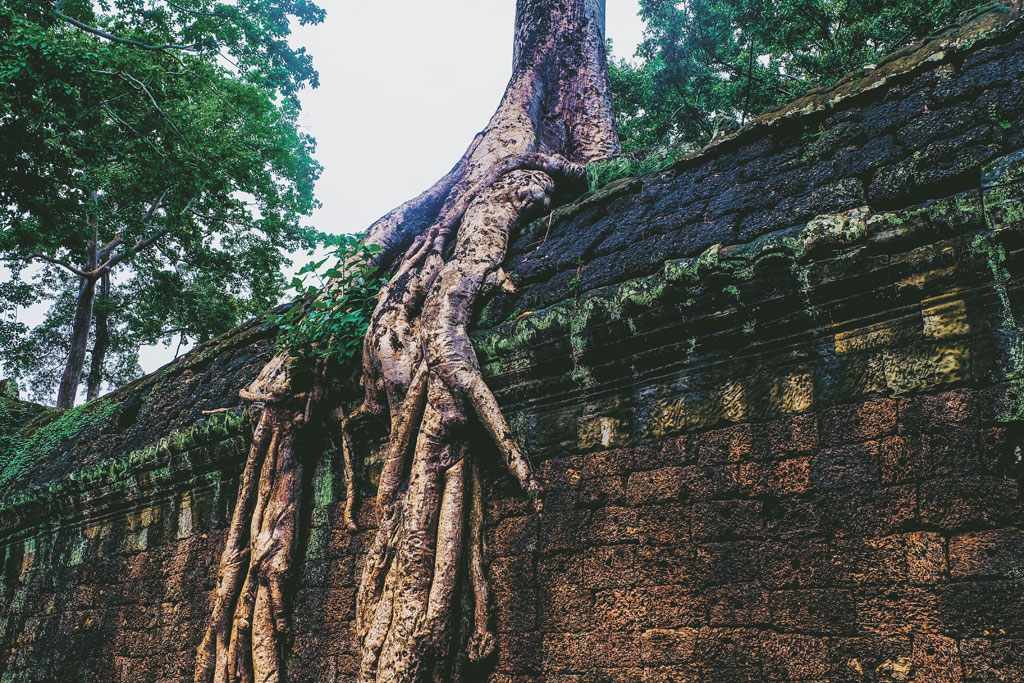 Những bộ rễ khổng lồ ở đền Ta Prohm 5