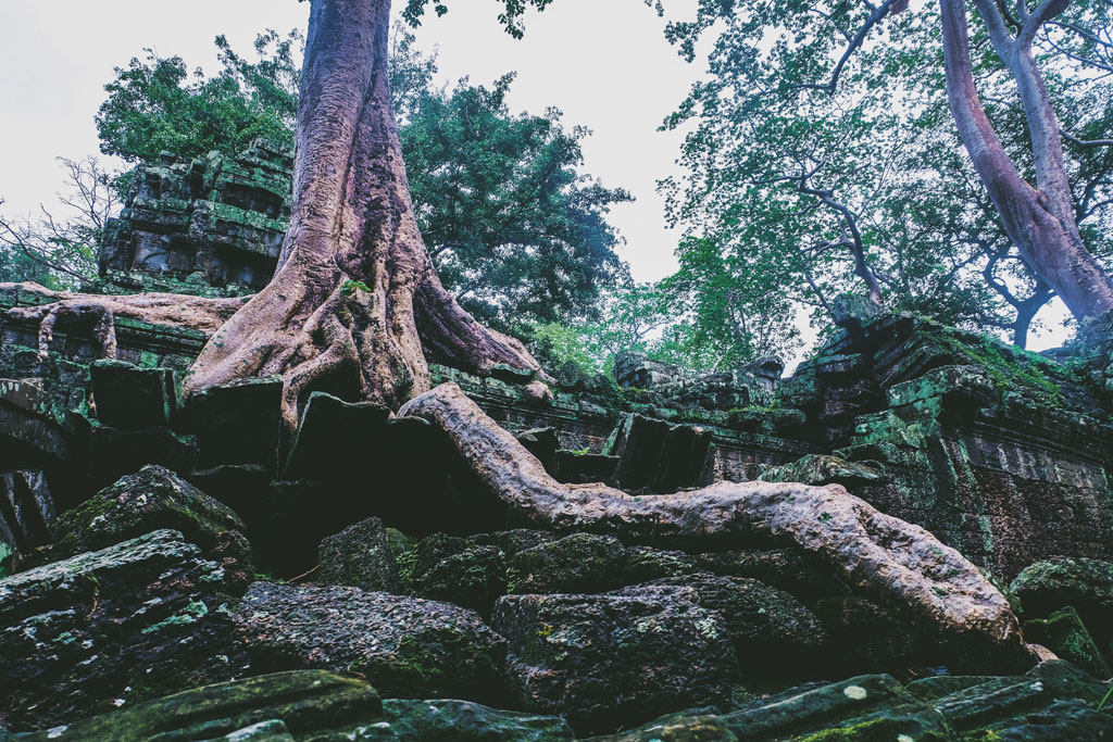 Những bộ rễ khổng lồ ở đền Ta Prohm 1